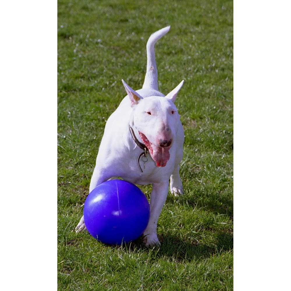 Pet Supplies B3380