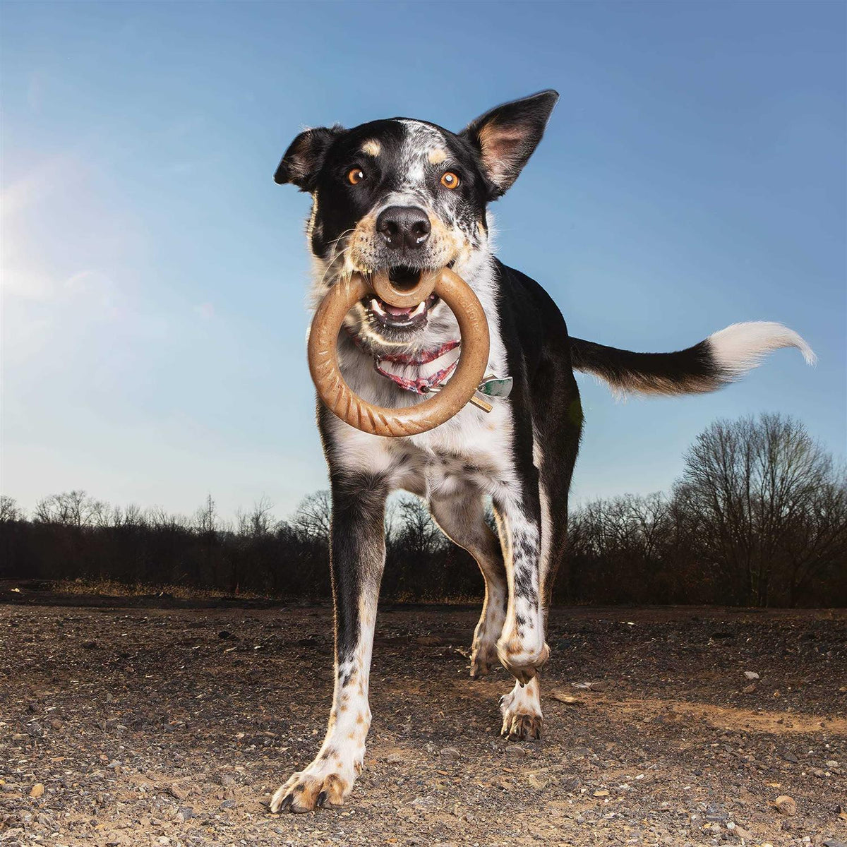 Durable Chew Toy for Aggressive Chewers X873555