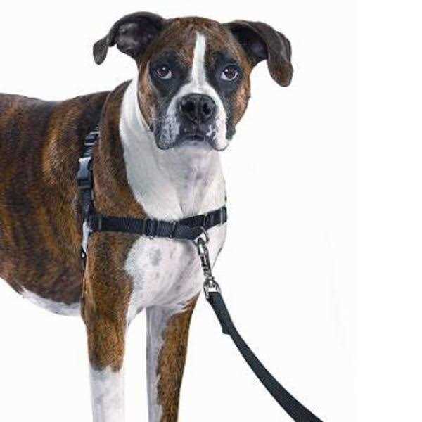 Dog Harness A319668