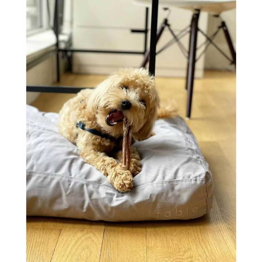 Dog Bed V537