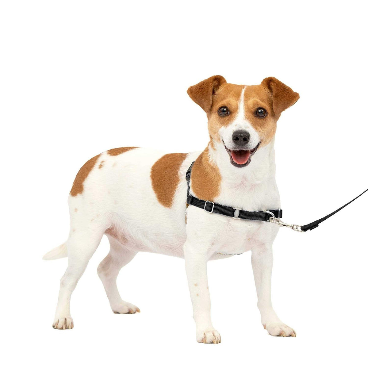 Dog Harness A319668