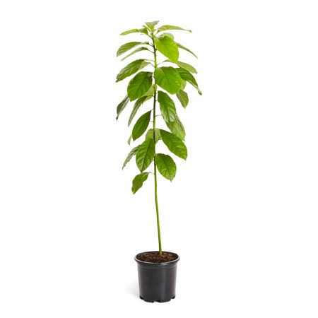 Cold Hardy Avocado Tree 2-3 ft J75375