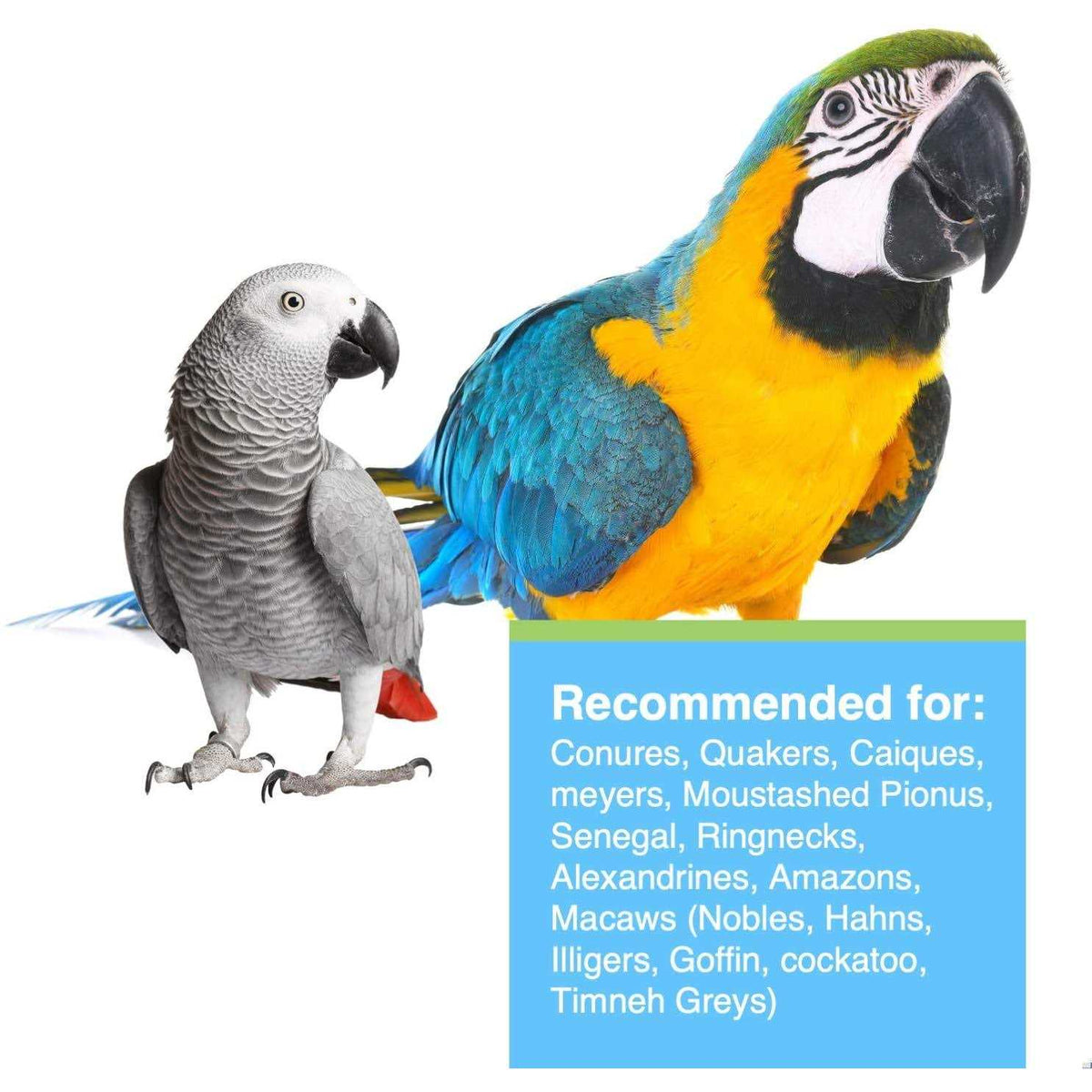 Large Parrots D488795
